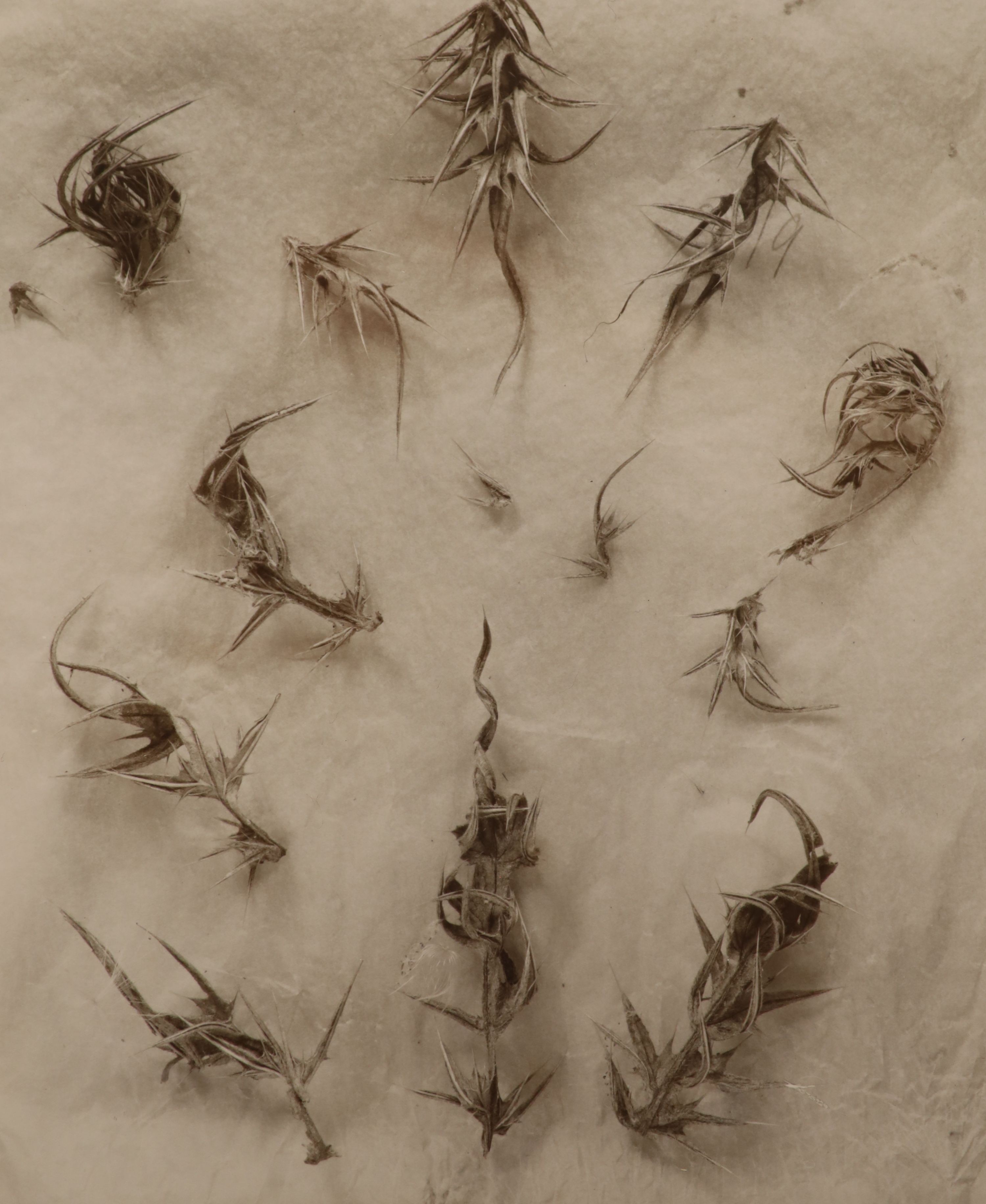 John Blakemore (1936-), five black and white photographs from The Thistle Series, largest 27 x 21cm